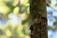Poch, Poch - Mein Name ist Specht &ndash; &copy; Annett Müller (Eberhardt TRAVEL)